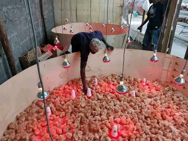 broiler chicks